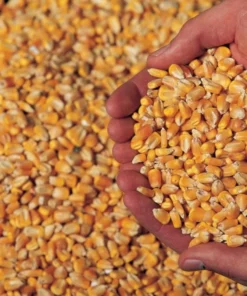 Corn for animals