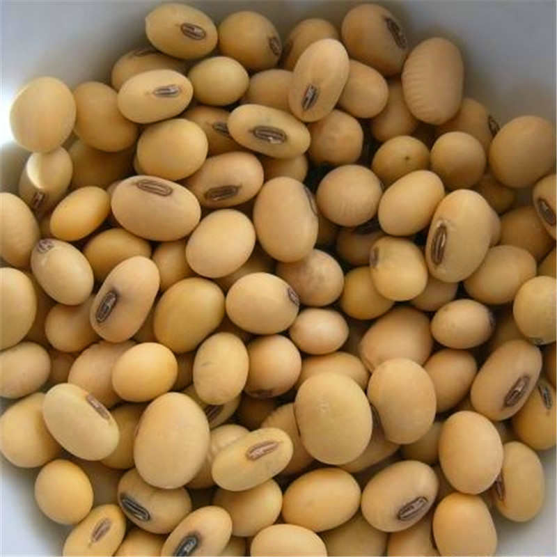 Soya Beans/Soybeans - Image 3