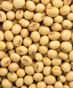 Soya Beans/Soybeans