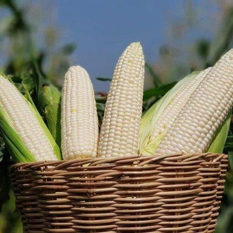 White Corn/Maize - Image 4