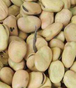 SINGLE HERB HORSE BEANS