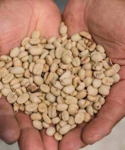 SIDAMO SUN DRIED AND WASHED COFFEE